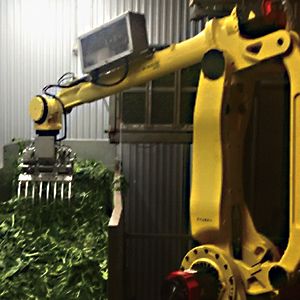 ロボットシステム　導入事例　野菜仕分けロボット